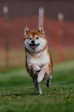 Turuncu ve Beyaz Shiba Inu Koşan Köpek Yem Alanı Köpek Sporu