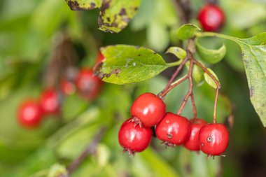 Sonbaharda Hawthorn ağacından kırmızı böğürtlen