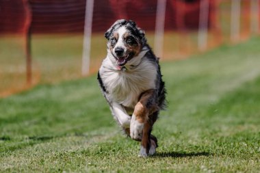 Avustralyalı Çoban Köpeği Koşan Yem Pisti Köpek Sporu