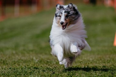 Mavi Merle Shetland Çoban Köpeği Sheltie Köpek Yem Pisti Köpek Sporu