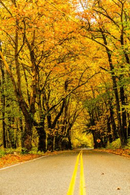 Kuzeybatı Pasifik 'te sonbahar yapraklarıyla kaplı ağaçlarla kaplı bir yol.