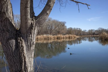Ördekler gölet ağacının önünde yüzerler.