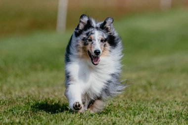 Shetland Çoban Köpeği Sheltie Köpek Yem Pisti Köpek Sporu