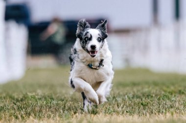 Merle ve Beyaz Sınır Collie Koşan Köpek Yem Alanı Köpek Sporu