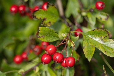 Sonbaharda Hawthorn 'dan kırmızı böğürtlen