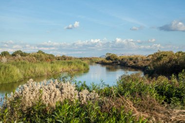 Aşağı Colorado sulak alanları Yuma, AZ