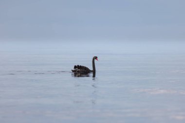 Durgun, sakin bir su kütlesinin üzerinde süzülen siyah bir kuğu.