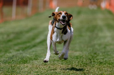 American Foxhound av köpeği. Tuzak kursu köpek sporu.