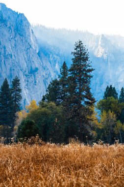 Yükselen çam ağaçları ve Yosemite 'nin görkemli uçurumları ile altın tarla.