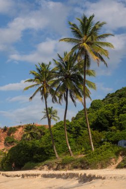 Beautiful view to coconut palm trees in wild Amor beach in Pipa clipart