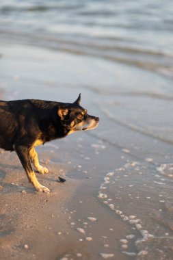 Sahilde duran, dalgalara bakan bir köpek.