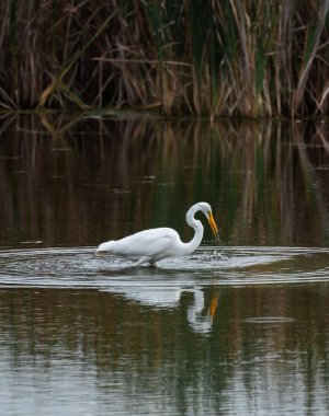 Bir yaz günü bataklık gölünde balık yiyen büyük beyaz balıkçıl..