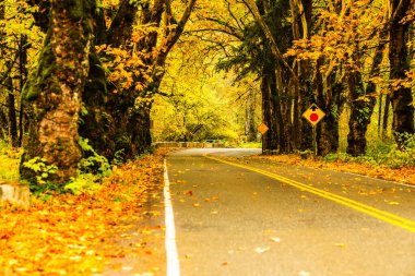 Sonbahar ormanlarında dökülen yapraklarla kıvrımlı bir yol