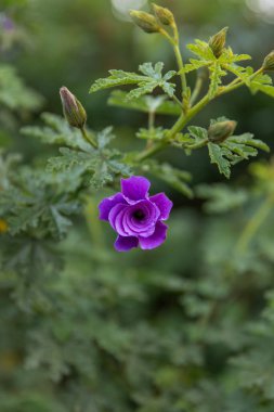 Purple flower with dewdrops, surrounded by green (Alyogyne huegekii) clipart