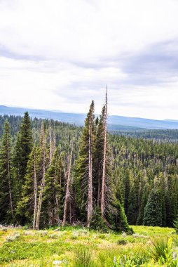 Yellowstone 'daki yoğun çam ormanı, yuvarlanan tepeler boyunca uzanıyor.