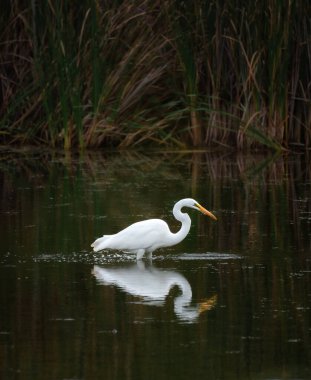 Büyük beyaz balıkçıl yaz günü bataklık gölünde tek başına duruyor..