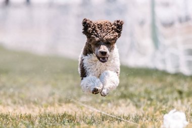 Standart Kaniş Köpeği Koşan Yem Pisti Köpek Sporu