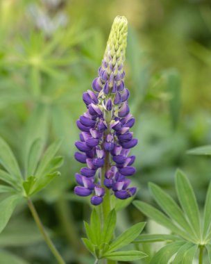 Purple Lupin in bloom in Cottage Garden clipart