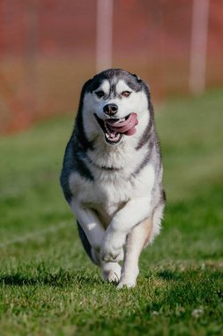 Sibirya Husky Köpeği Yem Pisti Köpek Sporu