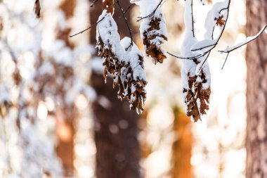 Orman zeminli bir dalda karla kaplı yaprakların yakın çekimi.