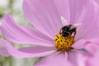 Pembe çiçeğe yakın bir yaban arısı nektarı topluyor.
