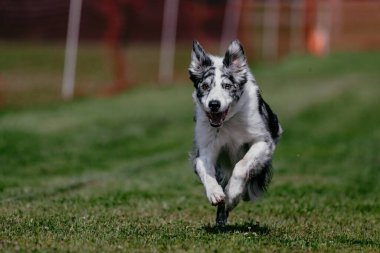 Mavi Merle Safkan Sınır Collie Koşu Kursu Köpek Sporu