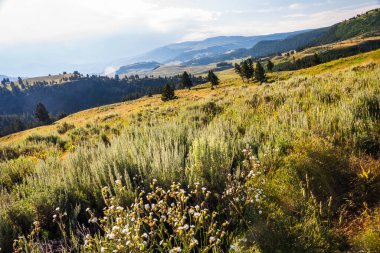 Yellowstone 'da güneşli çayır. Yuvarlanan tepeler ve uzak dağlarla..