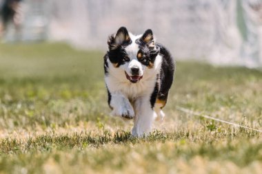 Avustralyalı Çoban Köpeği Koşan Yem Pisti Köpek Sporu