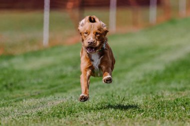 Nova Scotia Ördek Çalıyor Yem Koşu Alanı Köpek Sporu