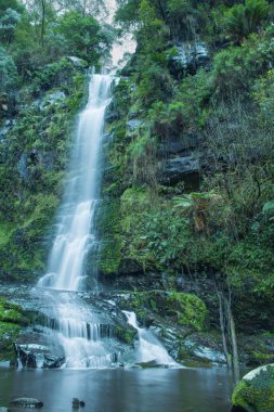 Bereketli yeşilliklerle çevrili çağlayan şelale Erskine Şelalesi