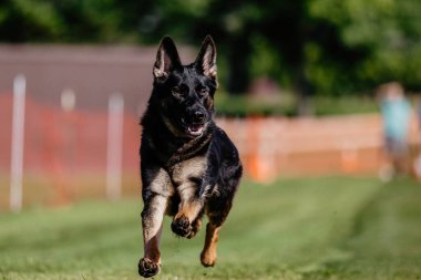 Alman çoban köpeği koşuyor. Yem parkuru köpek sporu.