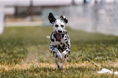 Siyah ve Beyaz Benekli Dalmaçyalı Koşan Köpek Yem Pisti Köpek Sporu