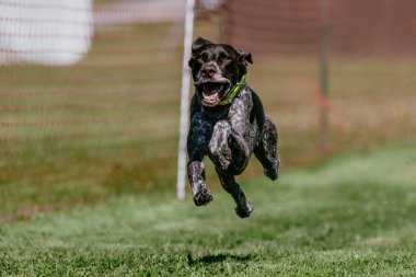 Alman Shorthair Pointer köpeğini yem olarak kullanıyordu.