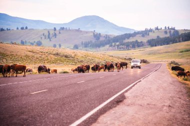 Bizon sürüsü akşam karanlığında Yellowstone Ulusal Parkı 'nda karşıdan karşıya geçiyor..