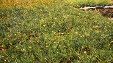 Oaxaca şehrinin merkezinde küçük sarı çiçekler, Meksika.