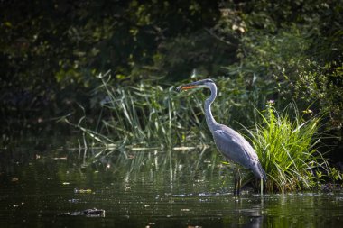 Gri balıkçıl bir balık yakaladı..