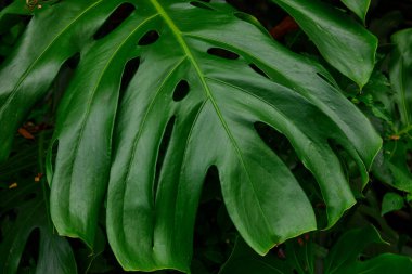 Bahçedeki canavar yapraklarının yakından görünüşü