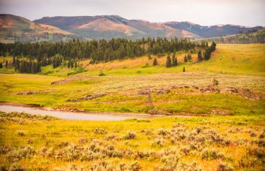Yuvarlanan tepeler ve canlı otlaklar Lamar Vadisi 'nde
