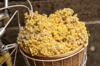 Sarı kurutulmuş Anafalis çiçekleriyle dolu bir bisiklette sepet.