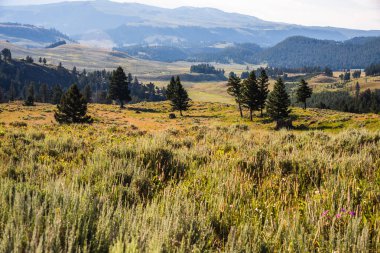 Expansive meadow with scattered trees and rolling hills in Yellowstone clipart