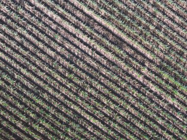 sarımsak ekinlerinin havadan görünüşü