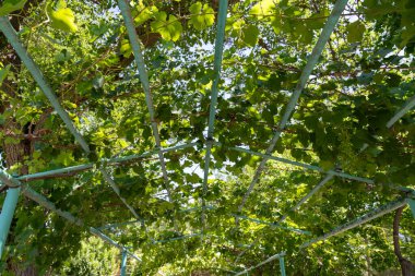 Üzümlü yeşil bir kafes.