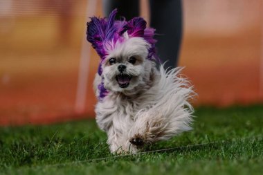 Mor Boyalı Kürklü Malta Koşu Kursu Köpek Sporu