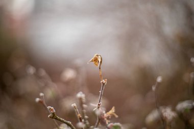 Kışın çalıların üzerindeki ölü bir yaprağın makro çekimi.