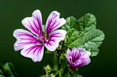 Yeşil arka planda çiçek açan pembe Malva Sylvestris Zebrina