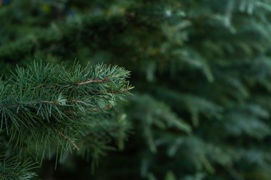 Her zaman yeşil olan bitkiyi kapat