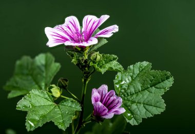 Yeşil arka planda çiçek açan pembe Malva Sylvestris Zebrina