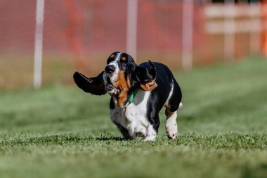 Basset Hound Running Lure Course Dog Sport clipart