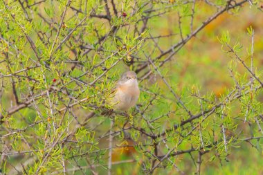 Batı subalpin bülbülü, Curruca iberiae. Tipik ötleğen