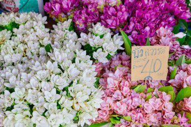 Close-up view of pink and white siam tulip flower at flower market clipart